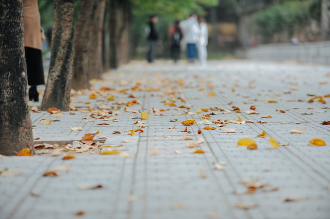 17 ngày nữa là hết năm, người Hà Nội ngỡ ngàng bắt gặp hoa ban trái mùa khoe sắc trong giá rét 17 ngày nữa là hết năm, người Hà Nội ngỡ ngàng bắt gặp hoa ban trái mùa khoe sắc trong giá rét